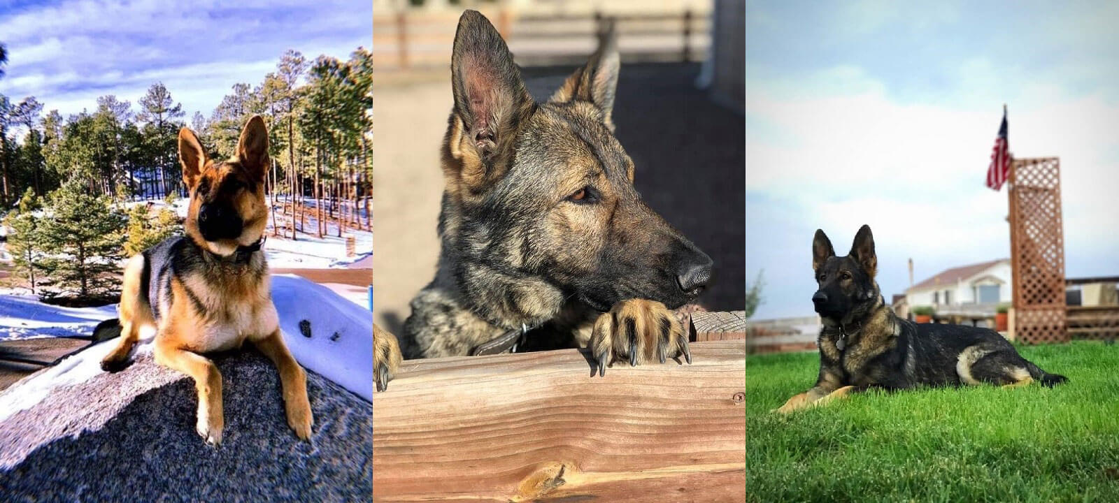 Main Hero Image German Shepherd