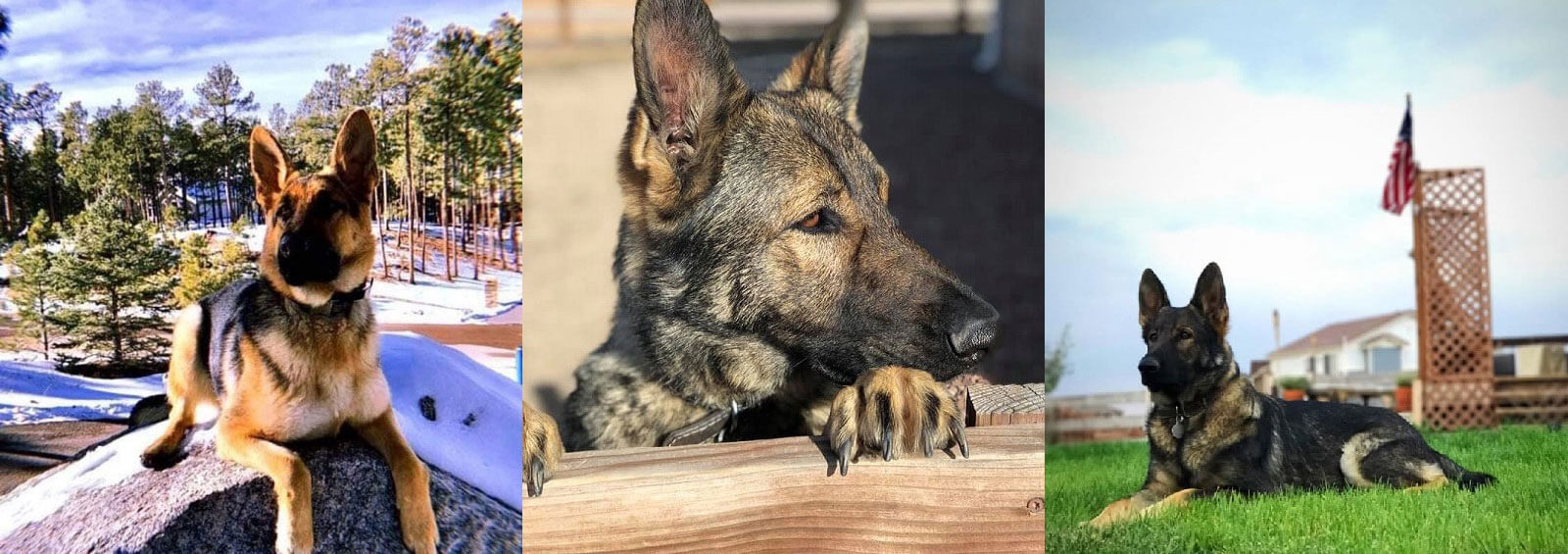Girlsbannermain Hero Image German Shepherd