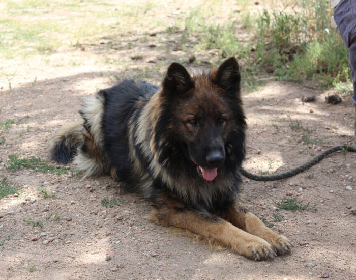 Samson